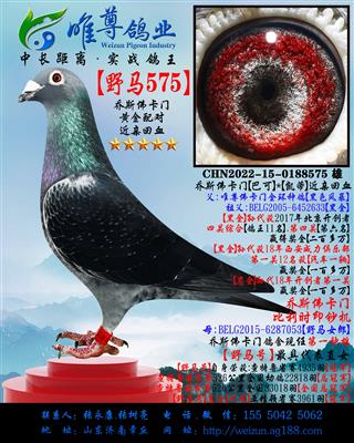 【乔斯佛卡门】野马575