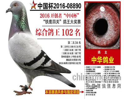 开创鸽王102