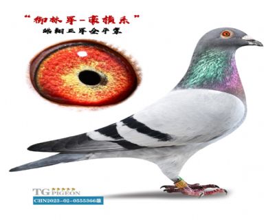 Ǿȫƽ