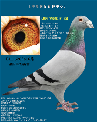 Ӣ˹231ֱO