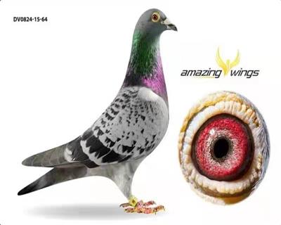 ����ֱ��