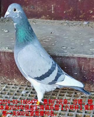 ��Ľ����