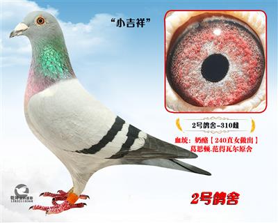 ������С���顱