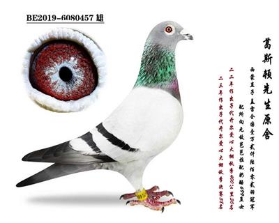 ԭ�ᡰ�Ű���������