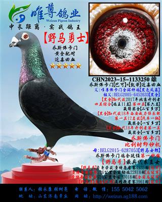 ��Ұ����ʿ����Ұ���š�����ֱ��