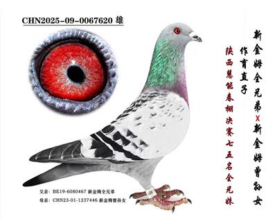 ���½�ķȫ�ֵܡ�ֱ��