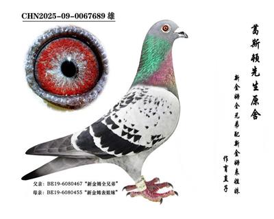 ���½�ķȫ�ֵܡ�ֱ��