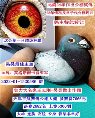 ���ָ���ԡ�