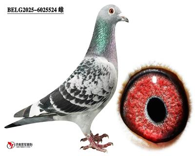 �ޱ�����³��