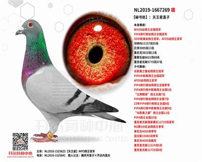 �����鴦����������ֱ��