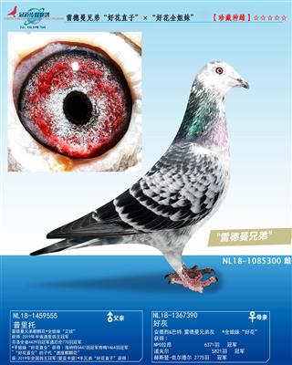 �׵������û�ֱ�ӡ������û�ȫ���úûҡ�ֱ