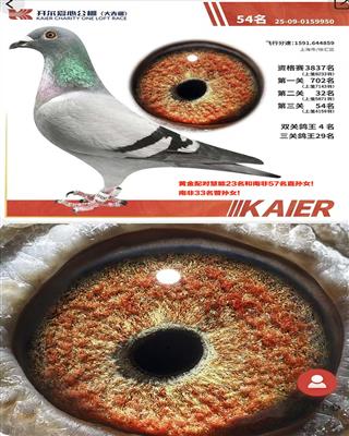 26�꿪�����������