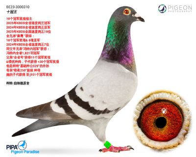 ��쭼���-ʮ����