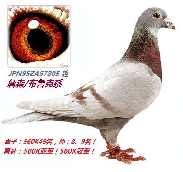 com爱鸽商城_中国信鸽信息网