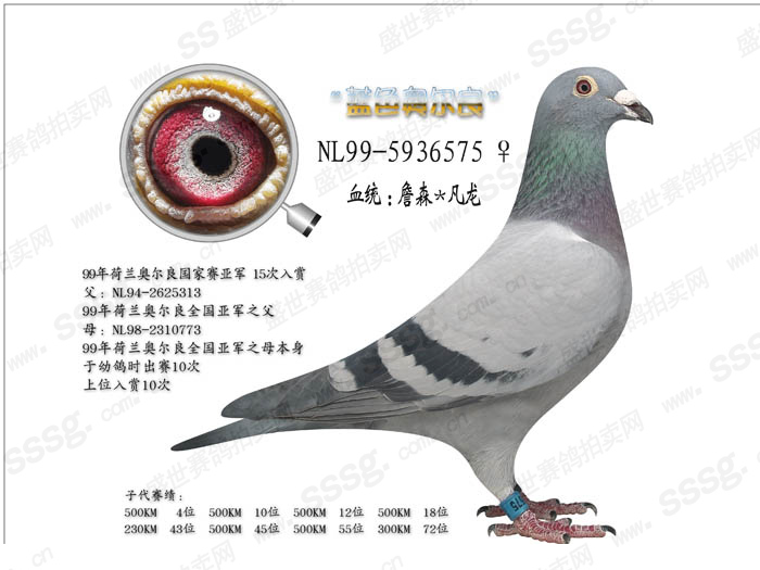 "蓝色奥尔良"_长春盛世鸽业_ ag188.com爱鸽商城_中国信鸽信息网