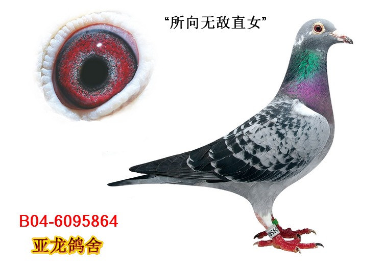 凡戴克.迪克原舍:“所向无敌直女”_亚龙鸽舍-中信网爱鸽商城