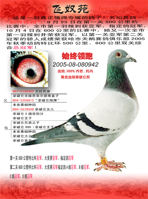 乔斯托内拿破仑018(始终领跑直女已售_飞奴苑·乔斯_.