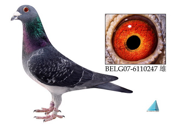˹247