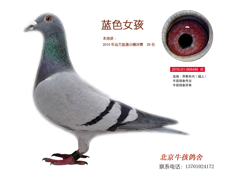 蓝色女孩_北京牛孩鸽舍-中信网爱鸽商城
