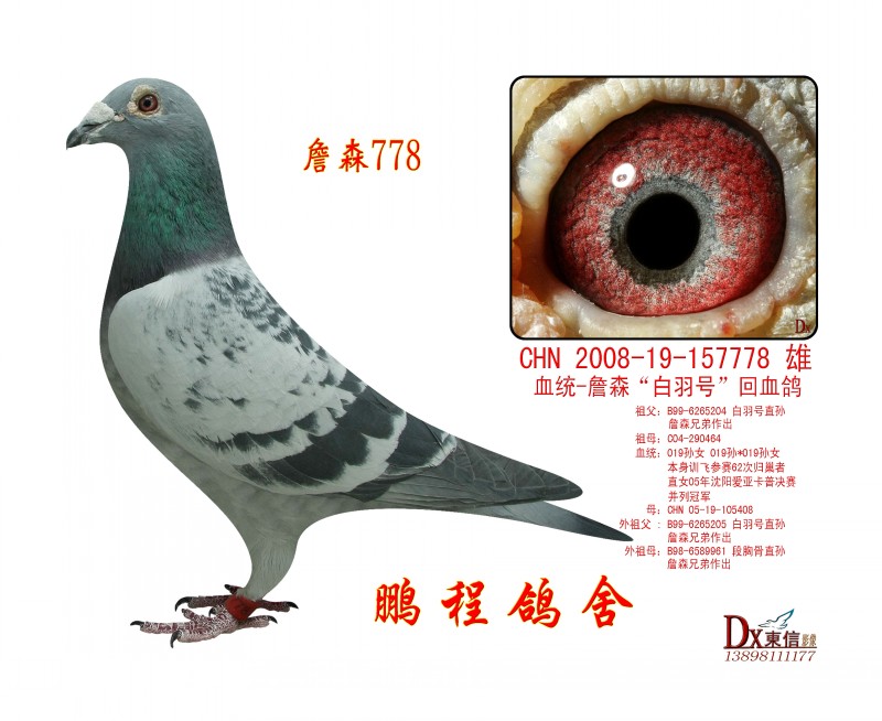 詹森778_鹏程火箭大本营_ag188.com爱鸽商城_中国信鸽