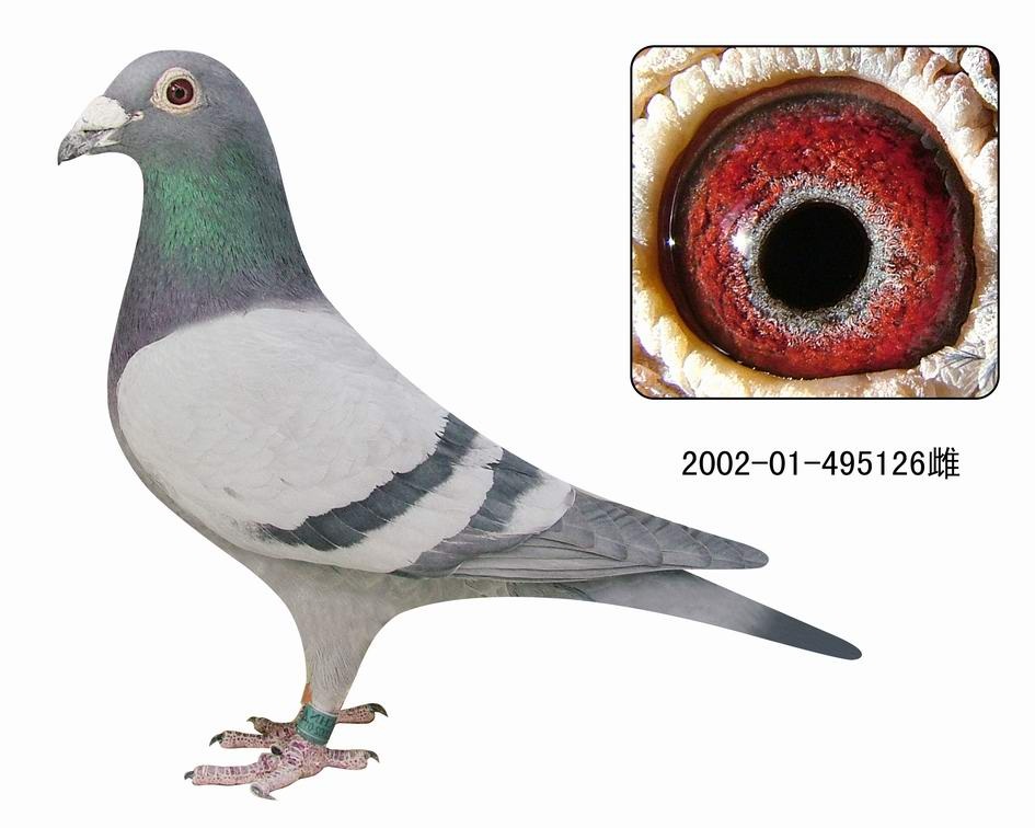 �����ղɭ126�š���