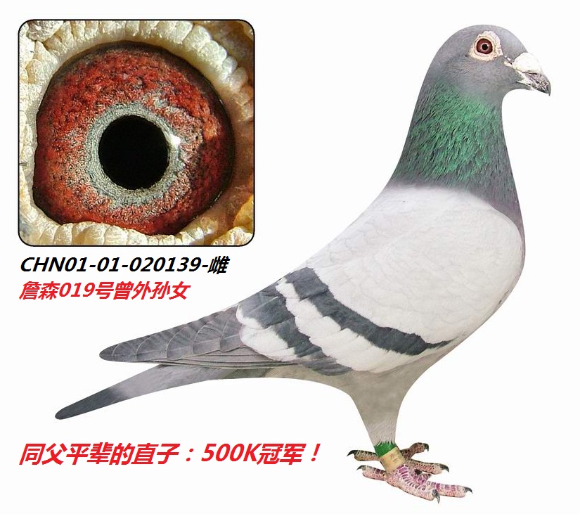 ���ղɭ�ٶ�ϵ�����139�š�