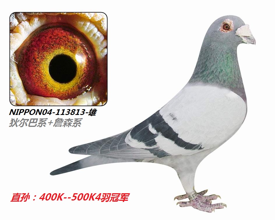 �Ҷ���/ղɭϵ113813��