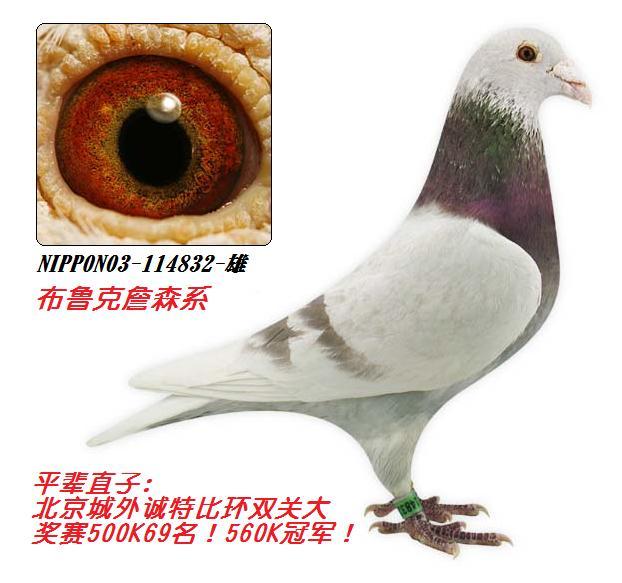 基础种鸽/布鲁克57805-红轮-黄-雄