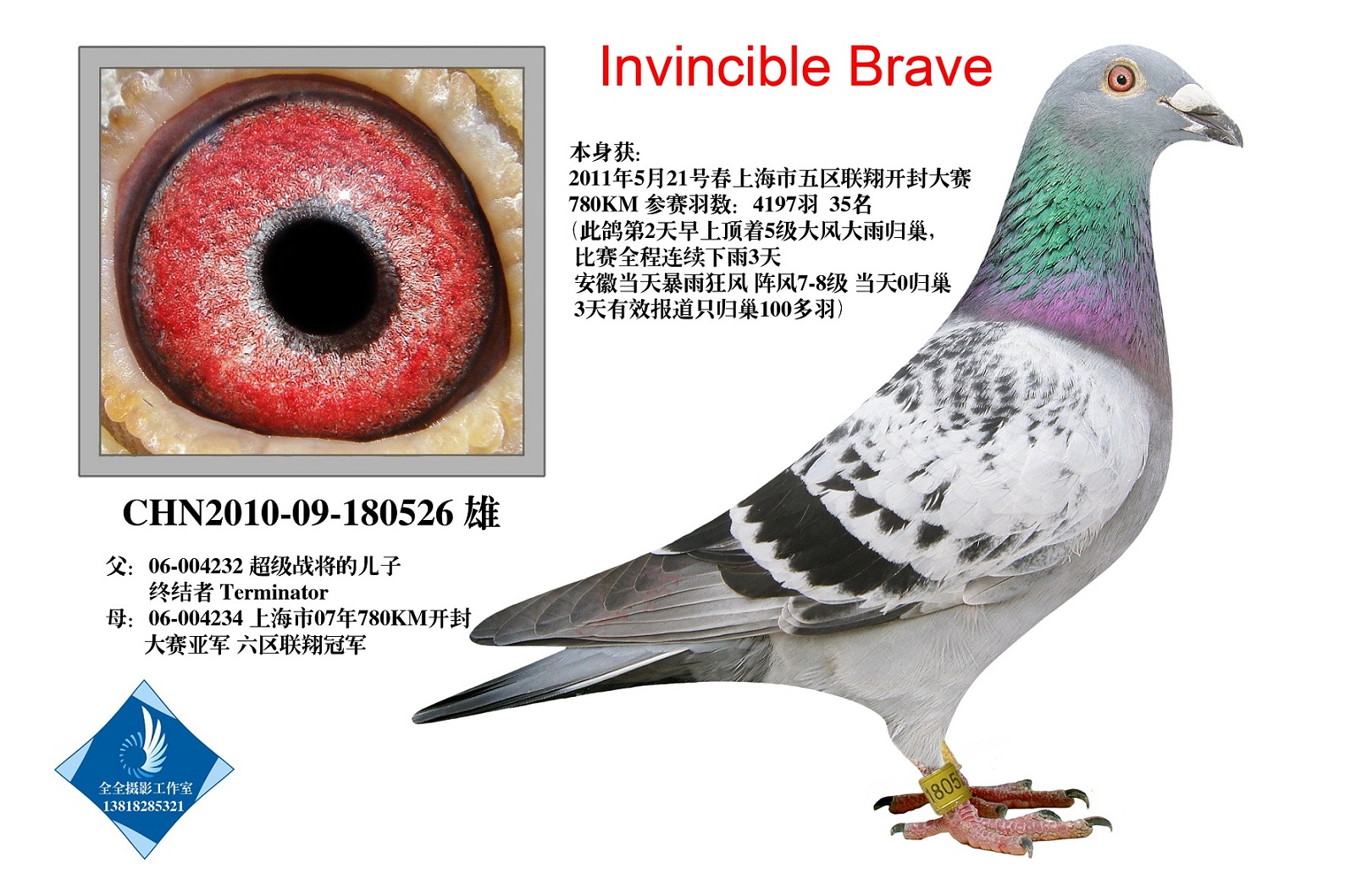 Invincible Brave  ת