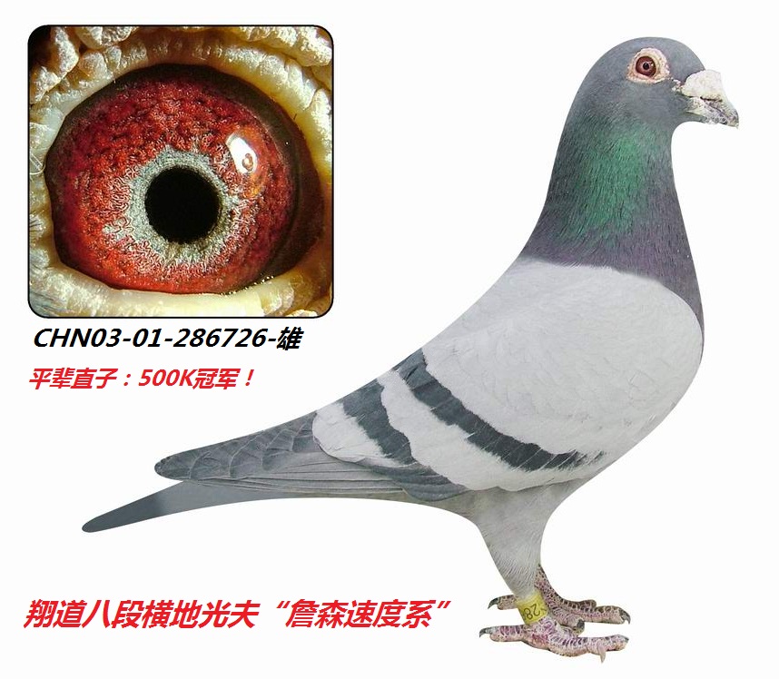 ˫���ղɭ�ٶ�ϵ�����ղɭ726�š�