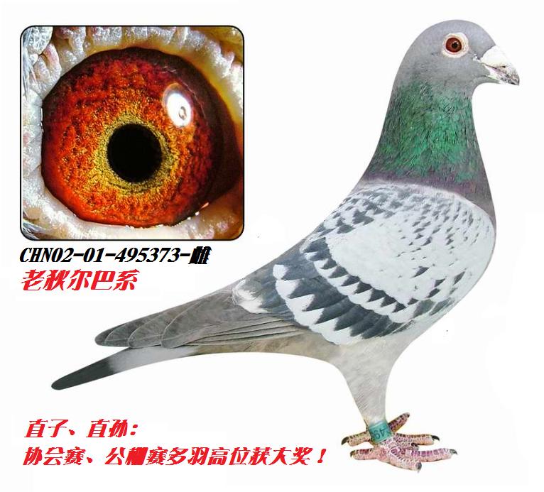 ���Ҷ���/ղɭ495373��-��