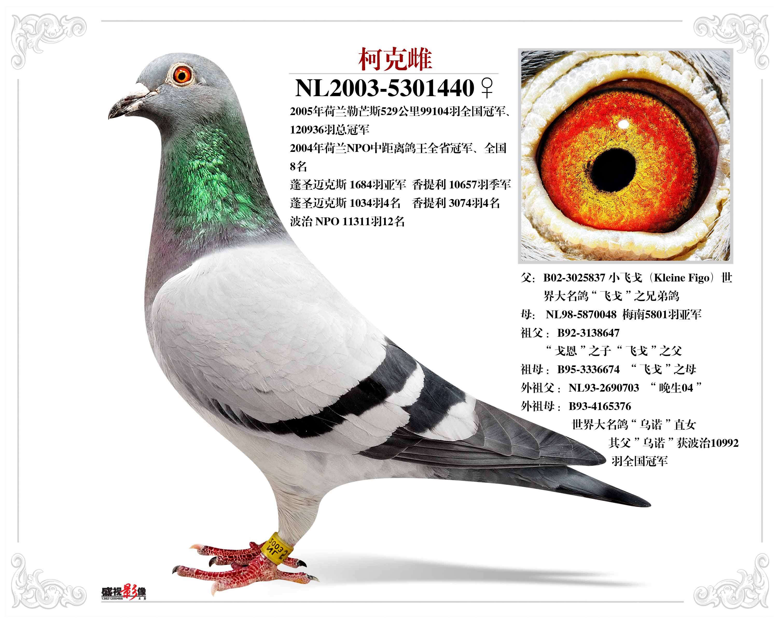 波西瓦柯克雌12万羽总冠军