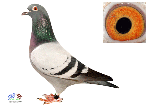 tĸֱŮ