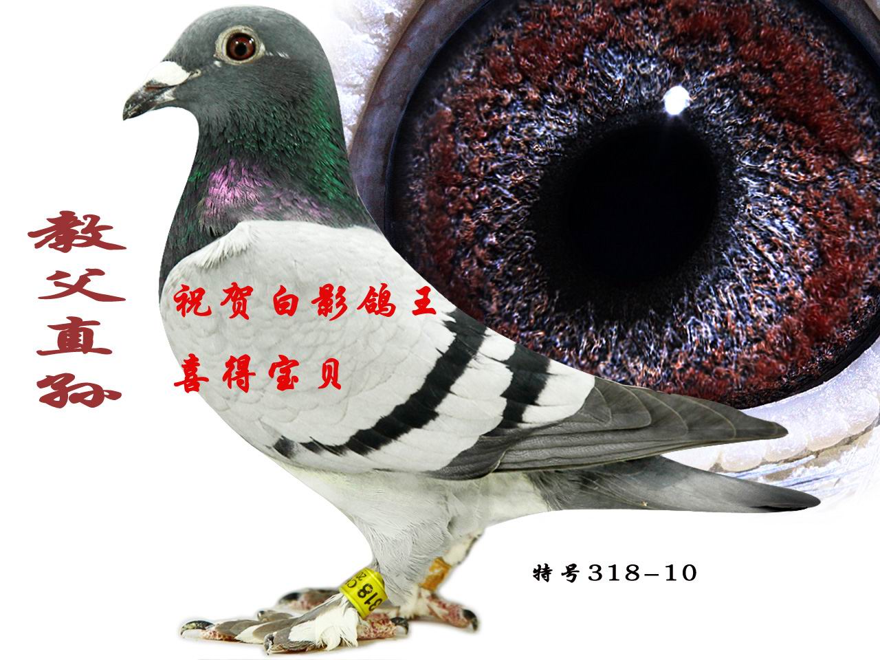 ̸ֱO