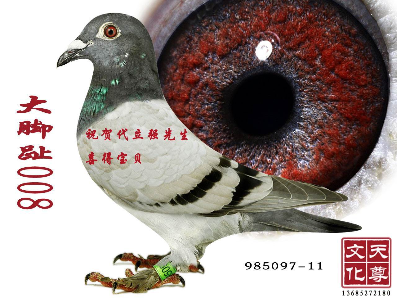 _ֺ008  985097-11
