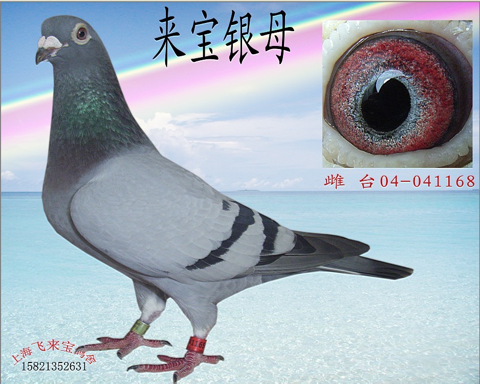 来宝银母