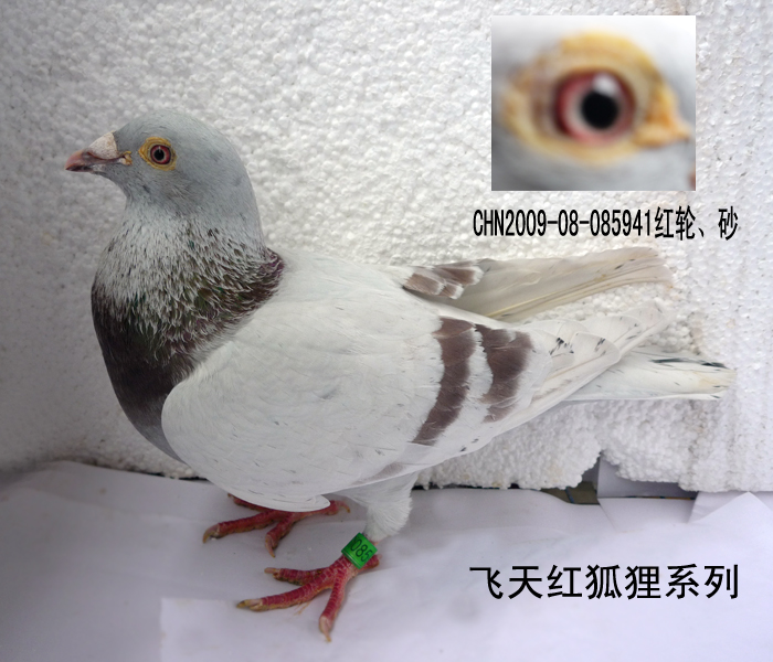 飞天红狐狸系列