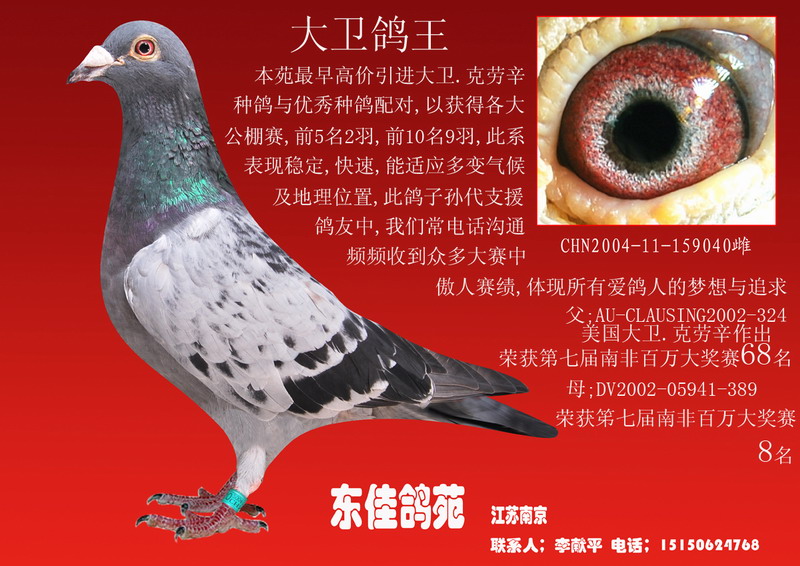 com爱鸽商城_中国信鸽信息网