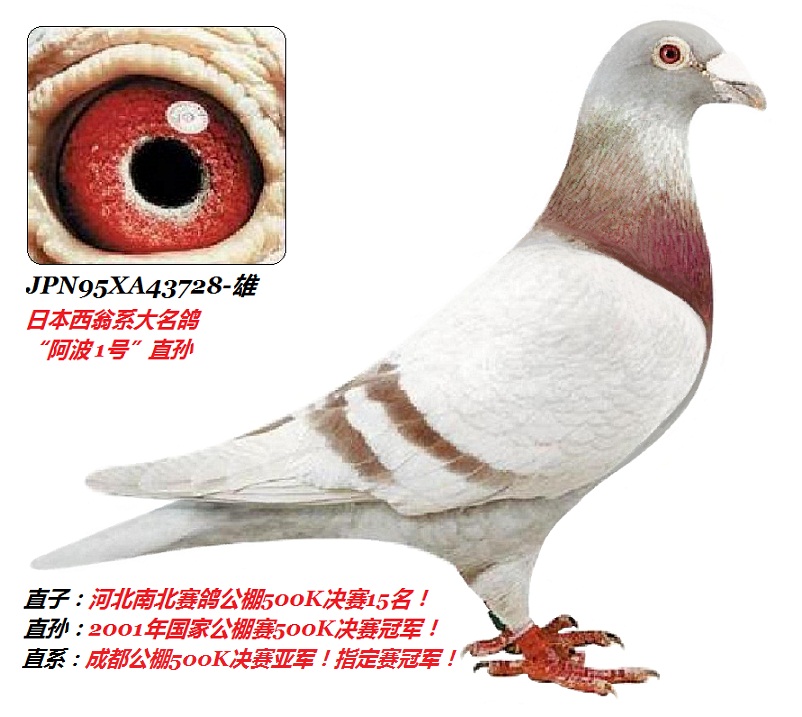 日本西翁系名鸽“阿波1号”孙43728号