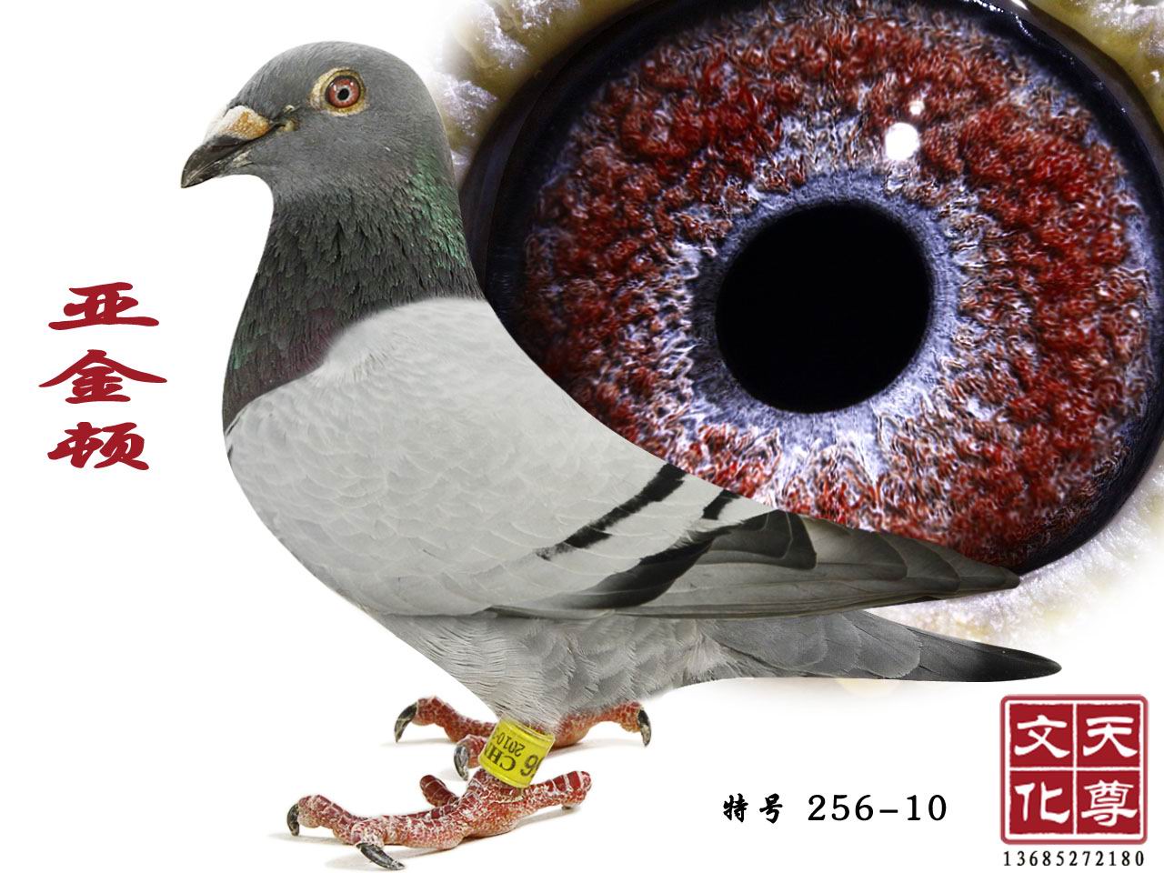 D  ̖(ho) 256-10