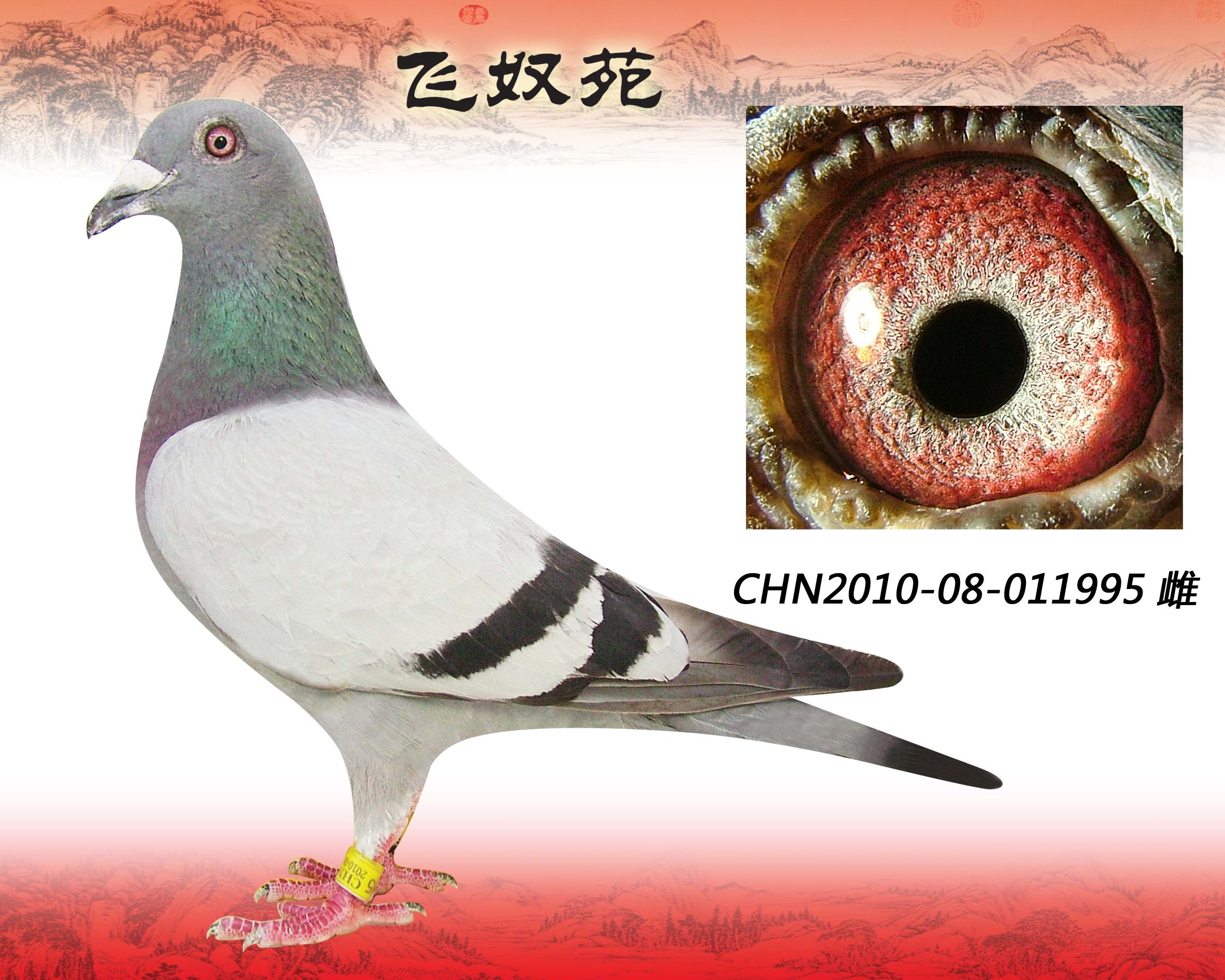 喬斯托內(nèi)拿破侖995（已售出）