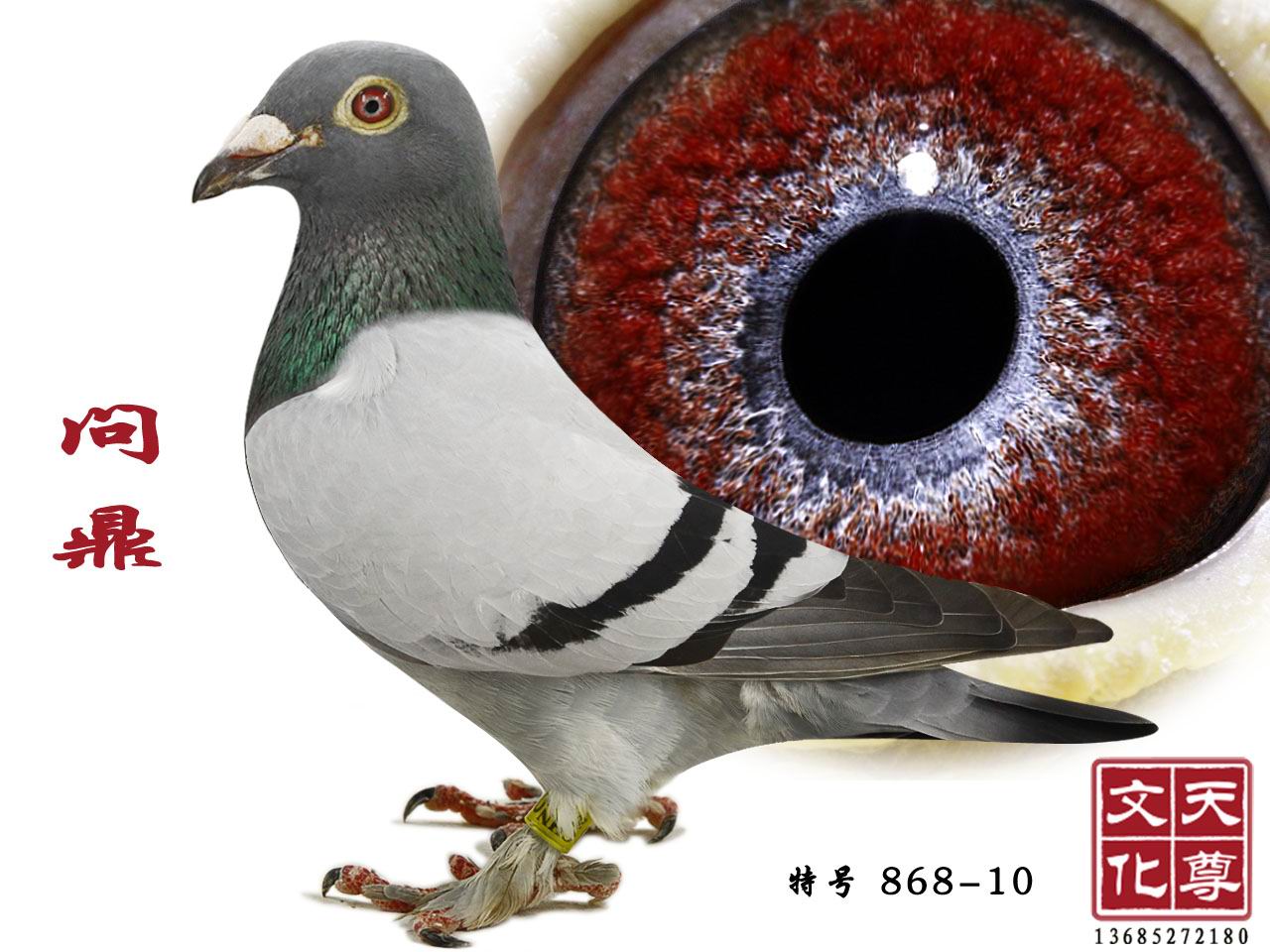   ̖ 868-10