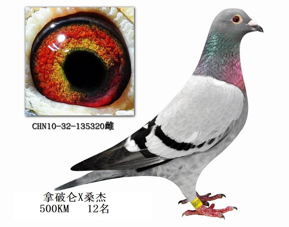 ƁXɣʿ135320