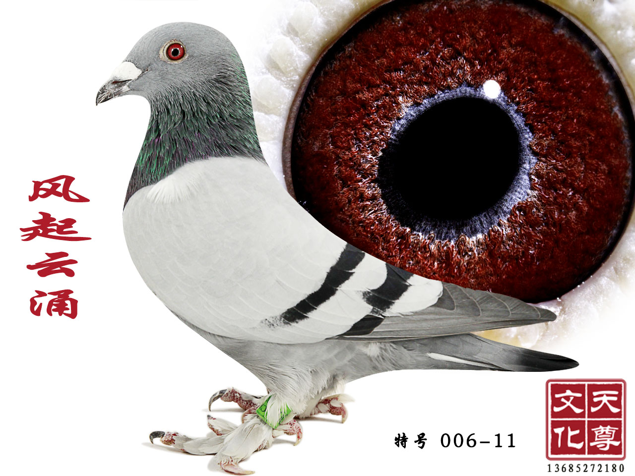 L(fng)ӿ  ̖(ho) 006-11