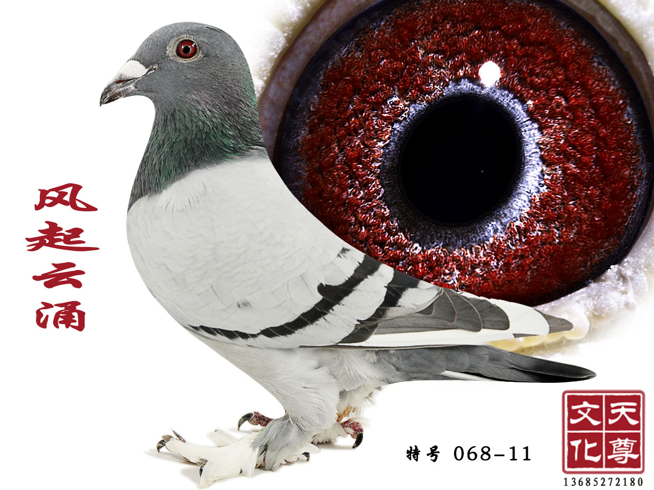 L(fng)ӿ  ̖(ho) 068-11