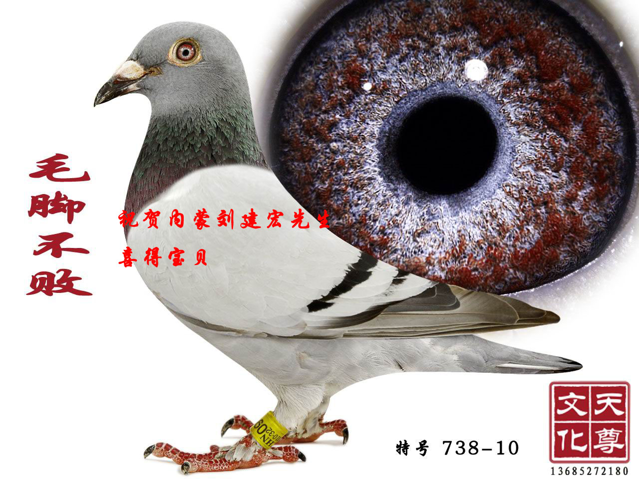 ë_  ̖(ho) 738-10