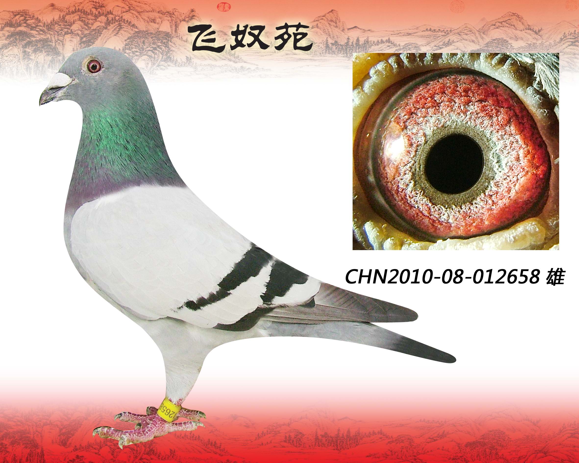 拿破侖058喬斯托內(nèi)本身特比環(huán)10名已售