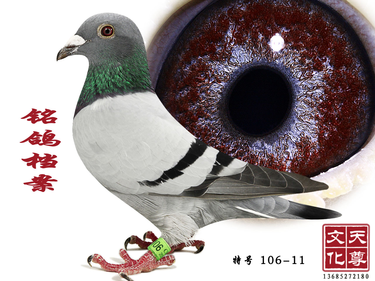 n  ̖ 106-11
