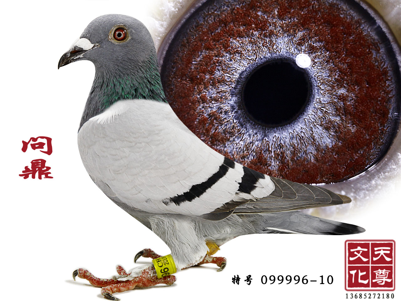 (wn)  ̖(ho) 099996-10