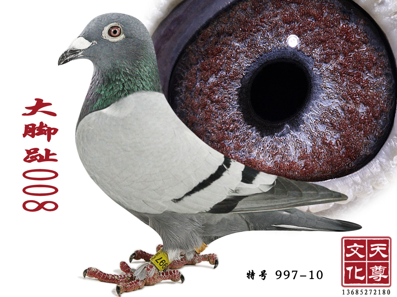 _ֺ008  ̖(ho) 997-10